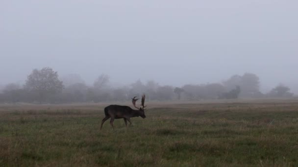 美丽的鹿角大走在森林 鹿吃草 多雾的美丽早晨 鹿在草坪上吃草 带动物和鹿的国家公园 — 图库视频影像