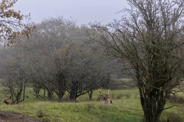 美丽的鹿角大走在森林 鹿吃草 多雾的美丽早晨 鹿在草坪上吃草 带动物和鹿的国家公园 — 图库照片