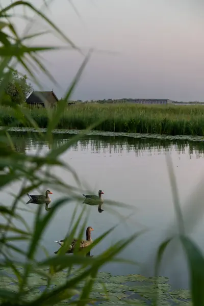 Une Famille Canards Oies Nage Dans Canal Eau Rivière Lac — Photo
