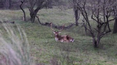 Büyük boynuzlu güzel geyik ormanda yürüyor, park ediyor. Geyikler ot yer. Güzel sisli bir sabah. Geyik çimlerde otluyor. Hayvanlarla, geyiklerle dolu Ulusal Park.