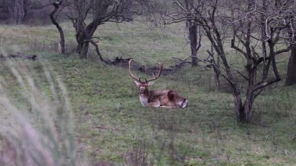森の中を歩く大きな角を持つ美しい鹿 ディアは草を食べる 美しい霧の朝でした ディアは芝生にグレーズする 動物と国立公園 — ストック動画