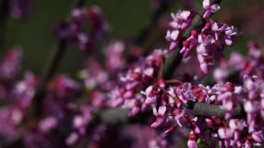 Video, Yehuda ağacının (Cercis silikastrum) muhteşem çiçek açmasını betimlemektedir. Dalları canlı pembe veya mor çiçek kümeleriyle süslenir. Legumes - Fabaceae.