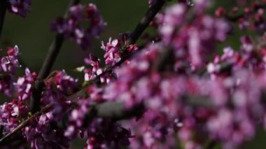 Video, Yehuda ağacının (Cercis silikastrum) muhteşem çiçek açmasını betimlemektedir. Dalları canlı pembe veya mor çiçek kümeleriyle süslenir. Legumes - Fabaceae.