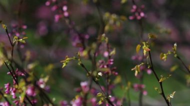 Video, Yehuda ağacının (Cercis silikastrum) muhteşem çiçek açmasını betimlemektedir. Dalları canlı pembe veya mor çiçek kümeleriyle süslenir. Legumes - Fabaceae.