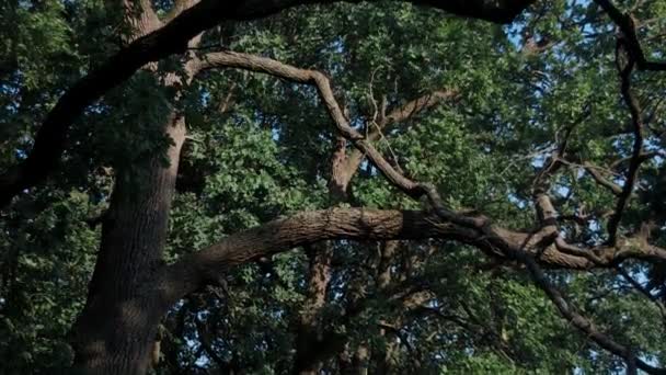 Krásné Zelené Duby Popředí Krásná Stezka Lese Procházka Letním Lese — Stock video