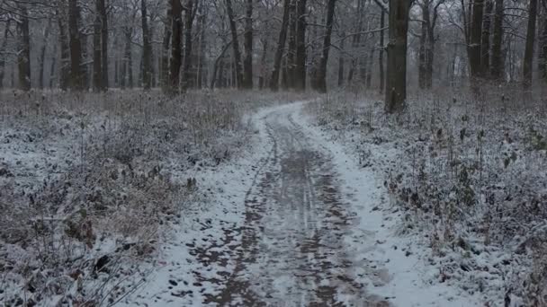 冬の森の中を美しい散歩 雪の中の木 枝や茂み どこでも雪だ 森の中の道は雪に覆われている — ストック動画