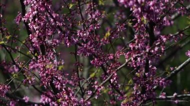 Video, Yehuda ağacının (Cercis silikastrum) muhteşem çiçek açmasını betimlemektedir. Dalları canlı pembe veya mor çiçek kümeleriyle süslenir. Legumes - Fabaceae.