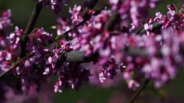 Video, Yehuda ağacının (Cercis silikastrum) muhteşem çiçek açmasını betimlemektedir. Dalları canlı pembe veya mor çiçek kümeleriyle süslenir. Legumes - Fabaceae.