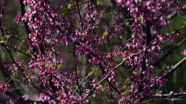 Video Yehuda Ağacının Cercis Silikastrum Muhteşem Çiçek Açmasını Betimlemektedir Dalları — Stok video