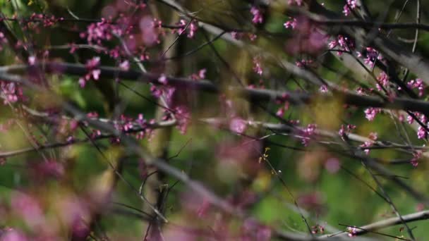 Video Yehuda Ağacının Cercis Silikastrum Muhteşem Çiçek Açmasını Betimlemektedir Dalları — Stok video