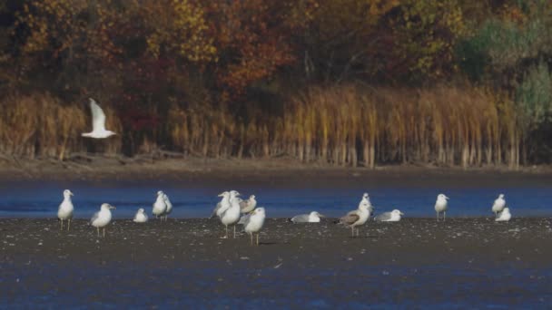 许多河鸥在湖泊 河流和运河中捕猎鱼 海鸥在水面上飞翔 海鸥优雅地在水面上滑行 它们的翅膀在波涛中投射出纤细的影子 — 图库视频影像