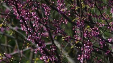 Video, Yehuda ağacının (Cercis silikastrum) muhteşem çiçek açmasını betimlemektedir. Dalları canlı pembe veya mor çiçek kümeleriyle süslenir. Legumes - Fabaceae.