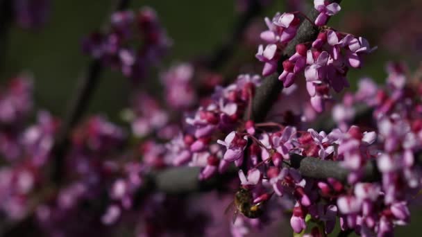 Відео Зображено Чудове Цвітіння Дерева Юди Cercis Siliquastrum Гілки Прикрашені — стокове відео