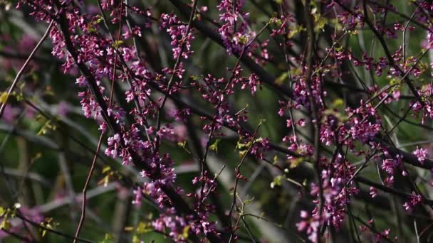Відео Зображено Чудове Цвітіння Дерева Юди Cercis Siliquastrum Гілки Прикрашені — стокове відео