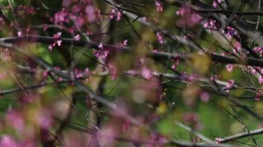 Video, Yehuda ağacının (Cercis silikastrum) muhteşem çiçek açmasını betimlemektedir. Dalları canlı pembe veya mor çiçek kümeleriyle süslenir. Legumes - Fabaceae.