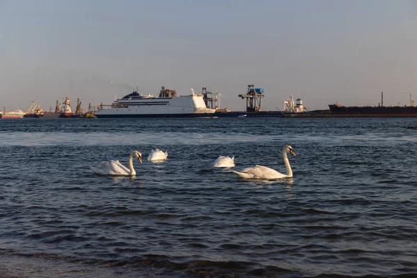 Los Cisnes Blancos Nadan Mar Océano Fondo Hay Barcos Puerto — Foto de Stock