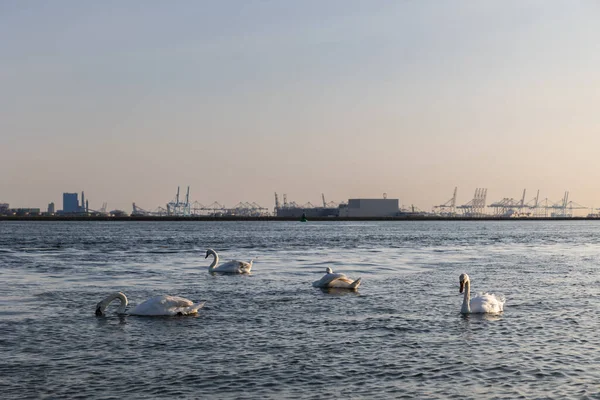 Los Cisnes Blancos Nadan Mar Océano Fondo Hay Barcos Puerto — Foto de Stock