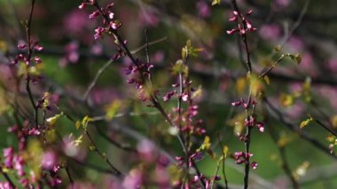 Video, Yehuda ağacının (Cercis silikastrum) muhteşem çiçek açmasını betimlemektedir. Dalları canlı pembe veya mor çiçek kümeleriyle süslenir. Legumes - Fabaceae.