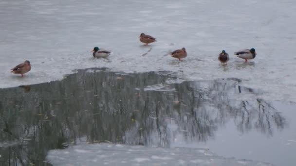 Los Patos Duermen Limpian Sus Plumas Comen Algas Los Patos — Vídeos de Stock
