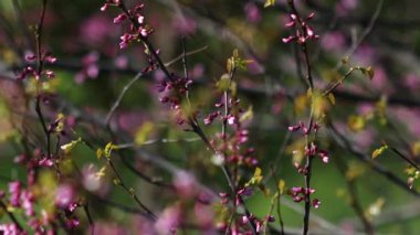 Video, Yehuda ağacının (Cercis silikastrum) muhteşem çiçek açmasını betimlemektedir. Dalları canlı pembe veya mor çiçek kümeleriyle süslenir. Legumes - Fabaceae.