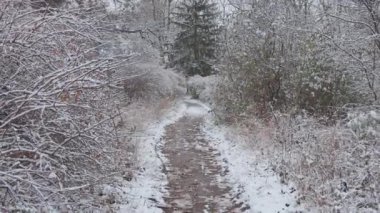 Kış ormanında güzel bir yürüyüş. Ağaçlar, dallar ve çalılar karda. Her yer kar. Ormandaki yol karla kaplı..