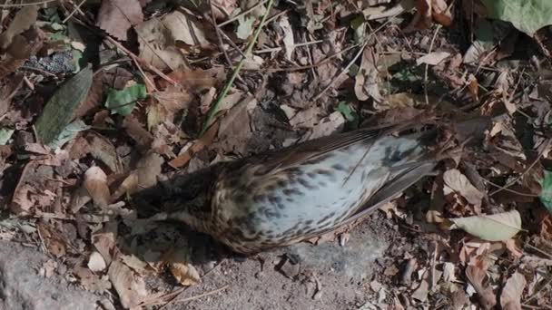 Das Video Zeigt Einen Toten Vogel Der Auf Einem Waldweg — Stockvideo