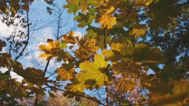 Wideo Prezentuje Hipnotyzujący Widok Jesiennych Liści Tle Przejrzystego Błękitnego Nieba — Wideo stockowe