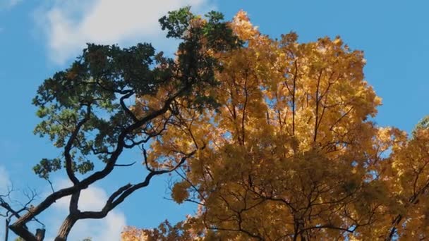 Wideo Prezentuje Hipnotyzujący Widok Jesiennych Liści Tle Przejrzystego Błękitnego Nieba — Wideo stockowe