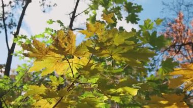 Video, açık, mavi gökyüzünün bir zeminine kurulmuş sonbahar yapraklarının büyüleyici görüntüsünü sergiliyor. Doğanın tuvalini kırmızı, sarı ve turuncu renklerle boyuyorum..