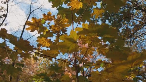 Video Ukazuje Fascinující Pohled Podzimní Listí Pozadí Jasné Modré Oblohy — Stock video