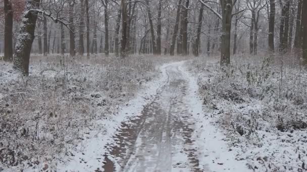 Kış Ormanında Güzel Bir Yürüyüş Ağaçlar Dallar Çalılar Karda Her — Stok video