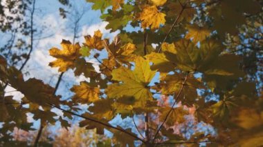 Video, açık, mavi gökyüzünün bir zeminine kurulmuş sonbahar yapraklarının büyüleyici görüntüsünü sergiliyor. Doğanın tuvalini kırmızı, sarı ve turuncu renklerle boyuyorum..