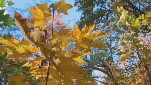 Video Ini Menampilkan Pemandangan Memesona Dari Dedaunan Musim Gugur Yang — Stok Video