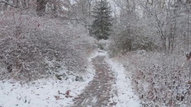 Kış ormanında güzel bir yürüyüş. Ağaçlar, dallar ve çalılar karda. Her yer kar. Ormandaki yol karla kaplı..