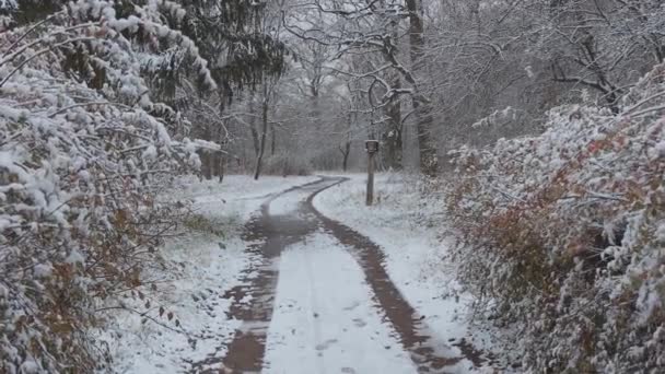 Een Mooie Wandeling Door Het Winterbos Bomen Takken Struiken Sneeuw — Stockvideo