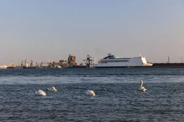 Los Cisnes Blancos Nadan Mar Océano Fondo Hay Barcos Puerto —  Fotos de Stock