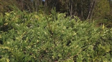 Dekoratif bir Noel ağacının iğneleri rüzgarda sallanıyor. Kahverengi dallar yeşil ladin iğnelerinin arasından bakıyor. Hafif bir rüzgar Noel ağacının yapraklarını sallar.