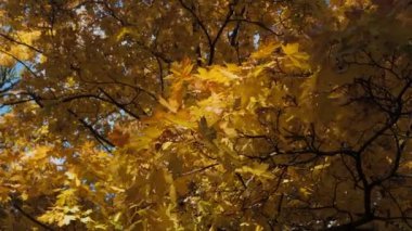 Video, açık, mavi gökyüzünün bir zeminine kurulmuş sonbahar yapraklarının büyüleyici görüntüsünü sergiliyor. Doğanın tuvalini kırmızı, sarı ve turuncu renklerle boyuyorum..