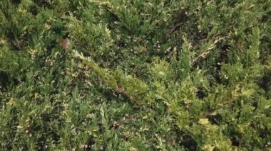 Dekoratif bir Noel ağacının iğneleri rüzgarda sallanıyor. Kahverengi dallar yeşil ladin iğnelerinin arasından bakıyor. Hafif bir rüzgar Noel ağacının yapraklarını sallar.