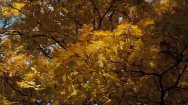 Video, açık, mavi gökyüzünün bir zeminine kurulmuş sonbahar yapraklarının büyüleyici görüntüsünü sergiliyor. Doğanın tuvalini kırmızı, sarı ve turuncu renklerle boyuyorum..