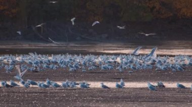 Birçok martı göllerde, nehirlerde ve kanallarda balık avlar. Martılar suyun üzerinde uçar. Martılar zarif bir şekilde suyun yüzeyinde süzülür, kanatları dalgalanan dalgaların üzerinde narin gölgeler bırakır..