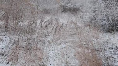 Kış ormanında güzel bir yürüyüş. Ağaçlar, dallar ve çalılar karda. Her yer kar. Ormandaki yol karla kaplı..