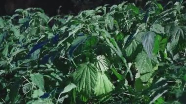 Rüzgârın öptüğü ısırgan otlarının narin yaprakları büyüleyici bir dansla salınıyor. Nazik hışırtı doğanın şiirini yakalar esintideki esnek otların güzelliğini gözler önüne serer.