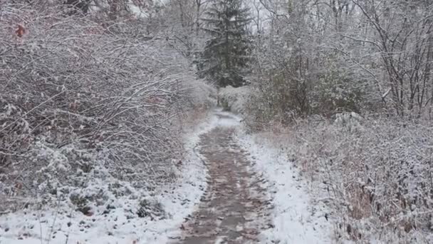 冬の森の中を美しい散歩 雪の中の木 枝や茂み どこでも雪だ 森の中の道は雪に覆われている — ストック動画