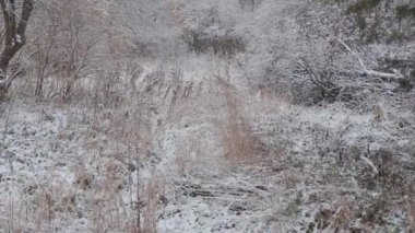 Kış ormanında güzel bir yürüyüş. Ağaçlar, dallar ve çalılar karda. Her yer kar. Ormandaki yol karla kaplı..