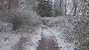 Kış ormanında güzel bir yürüyüş. Ağaçlar, dallar ve çalılar karda. Her yer kar. Ormandaki yol karla kaplı..