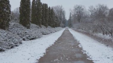 Kış ormanında güzel bir yürüyüş. Ağaçlar, dallar ve çalılar karda. Her yer kar. Ormandaki yol karla kaplı..