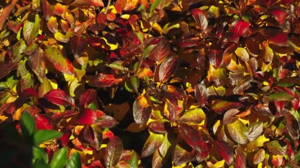 Видео Показаны Золотисто Красные Осенние Листья Мягко Раскачивающиеся Ветру Спокойное — стоковое видео