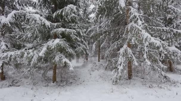 雪の中の美しいクリスマスツリー 冬の森を散策する美しい散歩 雪の中の木 いたるところに雪 森の中の道は雪で覆われている — ストック動画