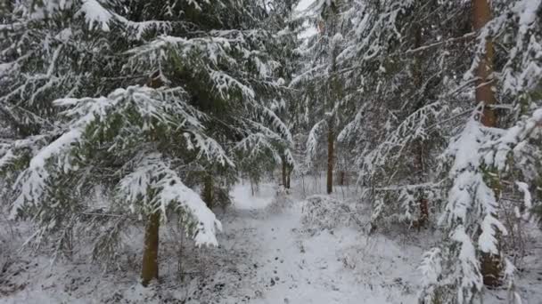 Karda Güzel Noel Ağaçları Kış Ormanında Güzel Bir Yürüyüş Ağaçlar — Stok video